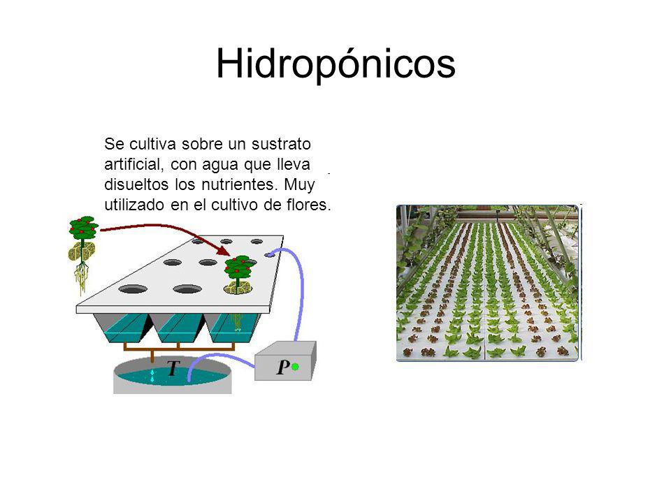 Hidropónicos Se cultiva sobre un sustrato artificial, con agua que lleva disueltos los nutrientes.