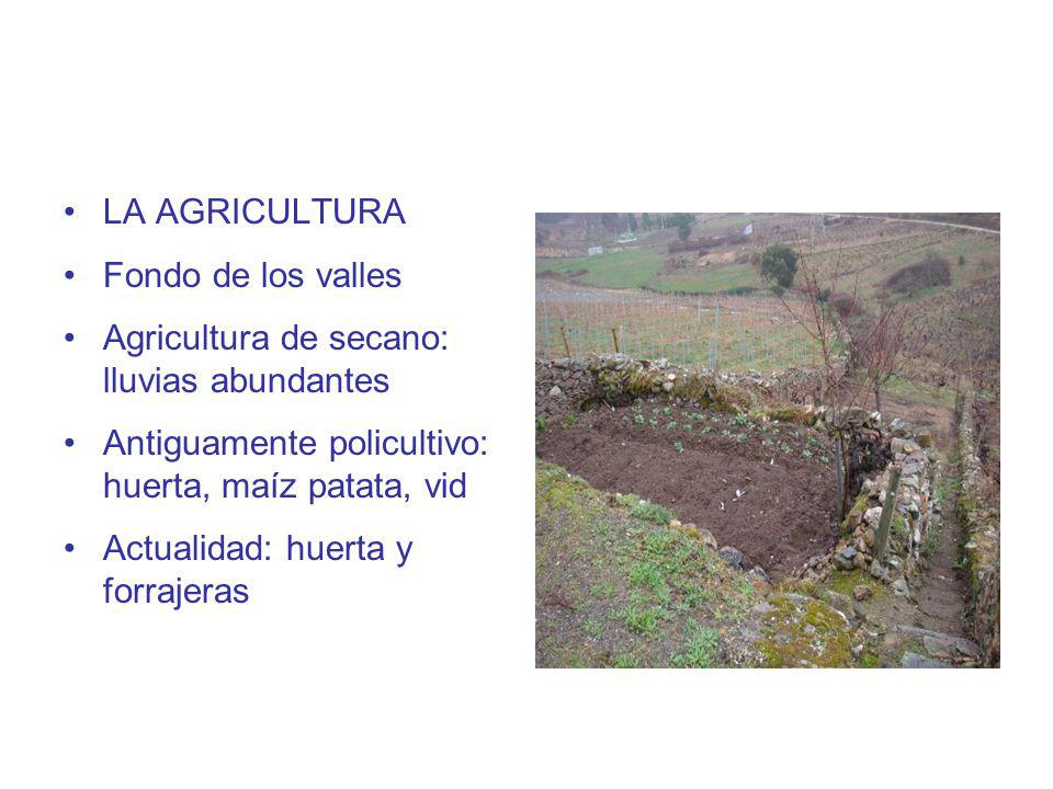 LA AGRICULTURA Fondo de los valles. Agricultura de secano: lluvias abundantes. Antiguamente policultivo: huerta, maíz patata, vid.