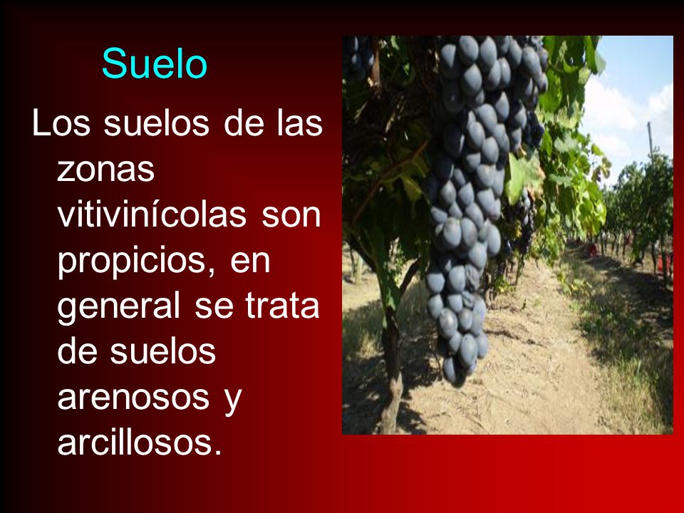 Suelo Los suelos de las zonas vitivinícolas son propicios, en general se trata de suelos arenosos y arcillosos.