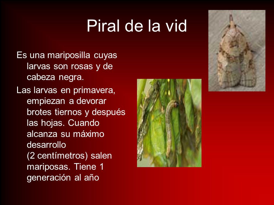 Piral de la vid Es una mariposilla cuyas larvas son rosas y de cabeza negra.