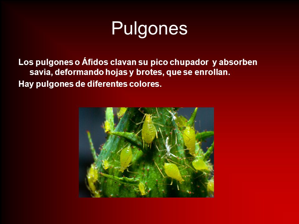 Pulgones Los pulgones o Áfidos clavan su pico chupador y absorben savia, deformando hojas y brotes, que se enrollan.