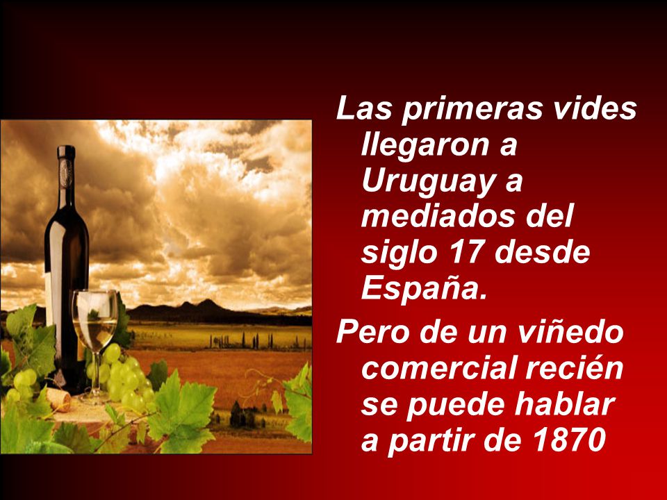 Las primeras vides llegaron a Uruguay a mediados del siglo 17 desde España.