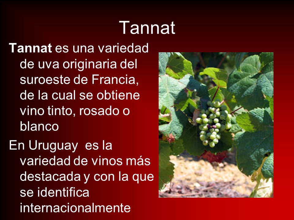 Tannat Tannat es una variedad de uva originaria del suroeste de Francia, de la cual se obtiene vino tinto, rosado o blanco.