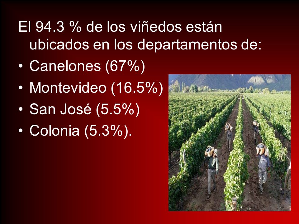 El 94.3 % de los viñedos están ubicados en los departamentos de: