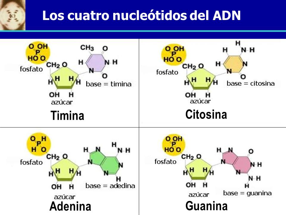 Los cuatro nucleótidos del ADN