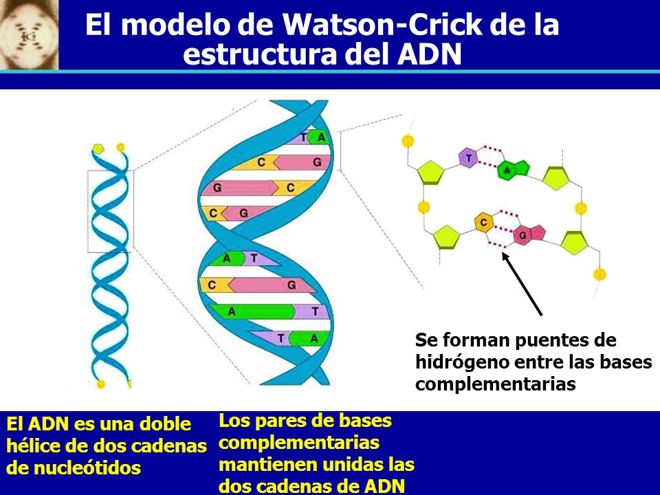El modelo de Watson-Crick de la estructura del ADN