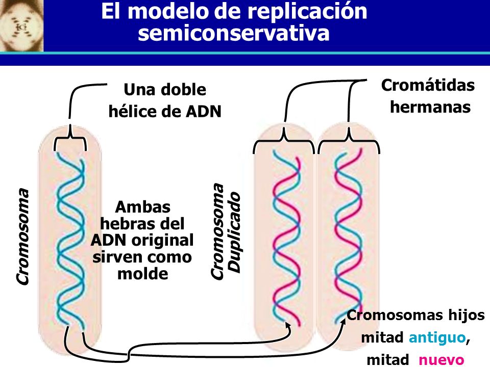 El modelo de replicación semiconservativa