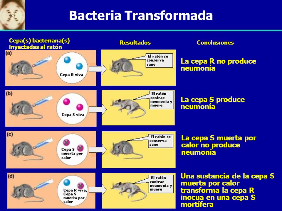 Bacteria Transformada