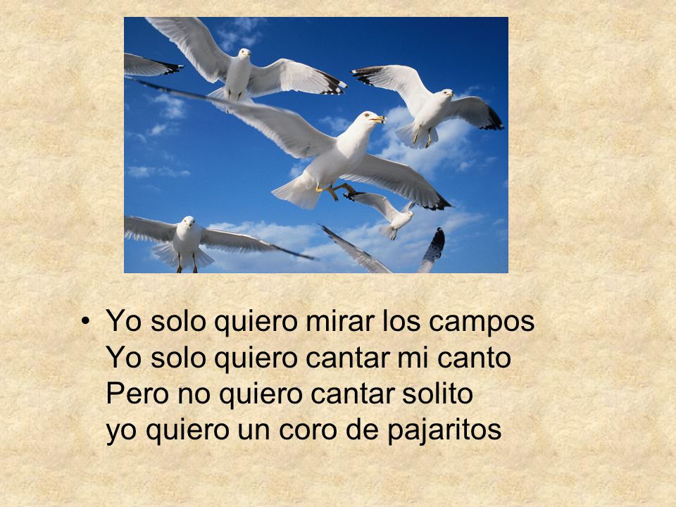 Yo solo quiero mirar los campos Yo solo quiero cantar mi canto Pero no quiero cantar solito yo quiero un coro de pajaritos