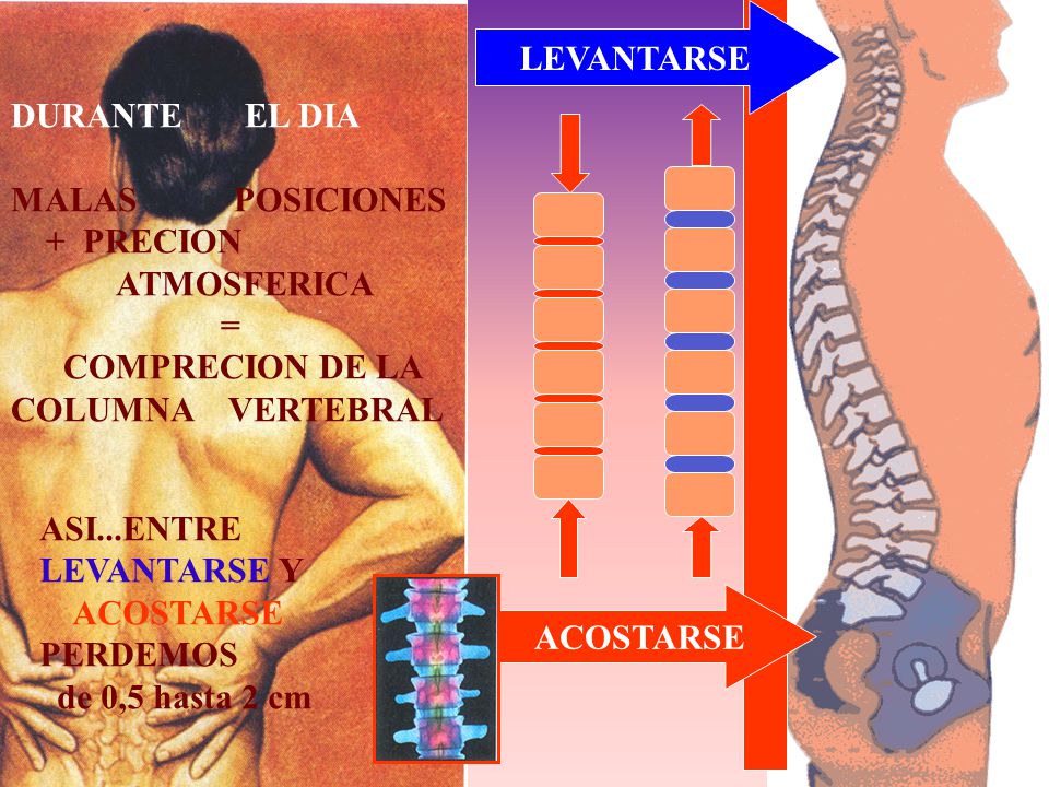 LEVANTARSE DURANTE EL DIA. MALAS POSICIONES. + PRECION ATMOSFERICA. = COMPRECION DE LA COLUMNA VERTEBRAL.