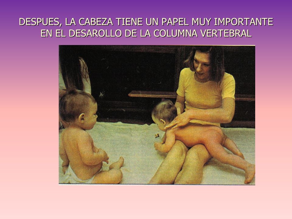DESPUES, LA CABEZA TIENE UN PAPEL MUY IMPORTANTE EN EL DESAROLLO DE LA COLUMNA VERTEBRAL