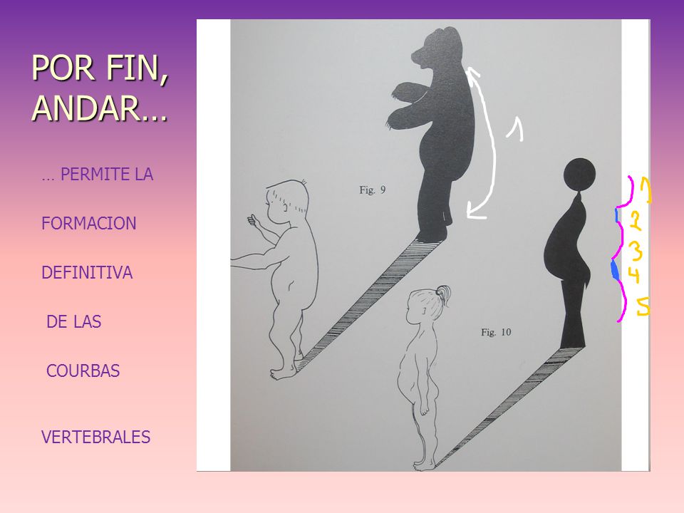 POR FIN, ANDAR… … PERMITE LA FORMACION DEFINITIVA DE LAS COURBAS