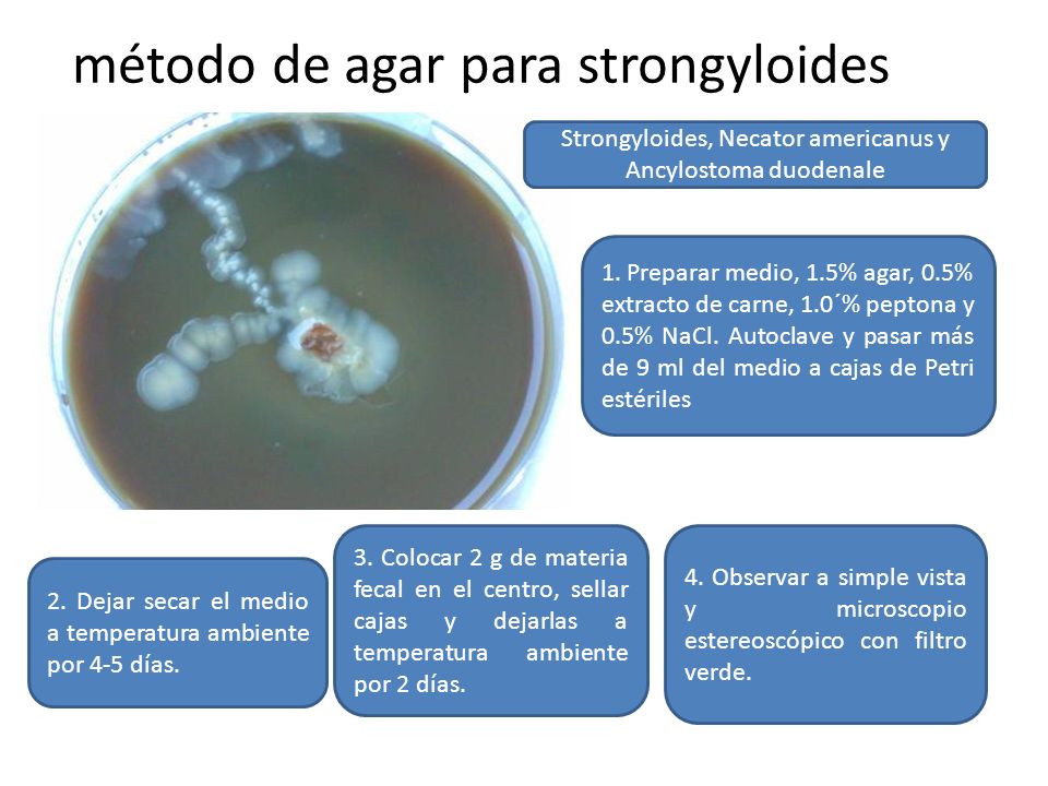 método de agar para strongyloides