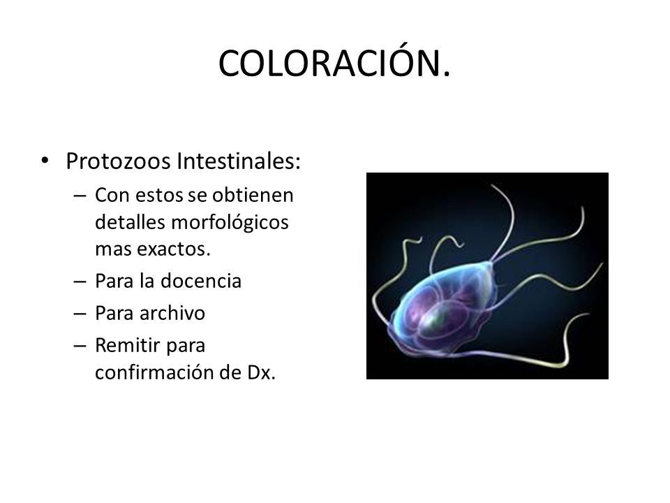 COLORACIÓN. Protozoos Intestinales: