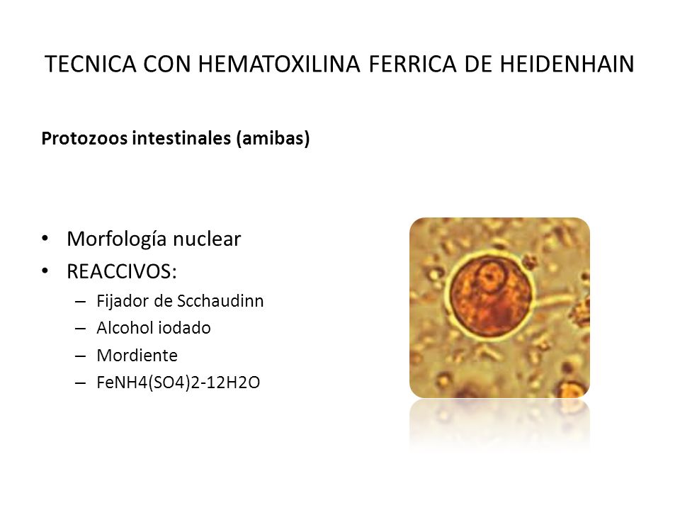 TECNICA CON HEMATOXILINA FERRICA DE HEIDENHAIN