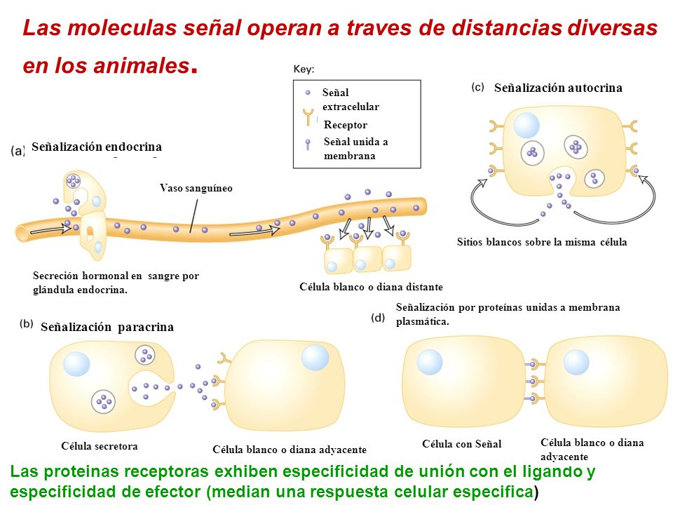 Las moleculas señal operan a traves de distancias diversas en los animales.