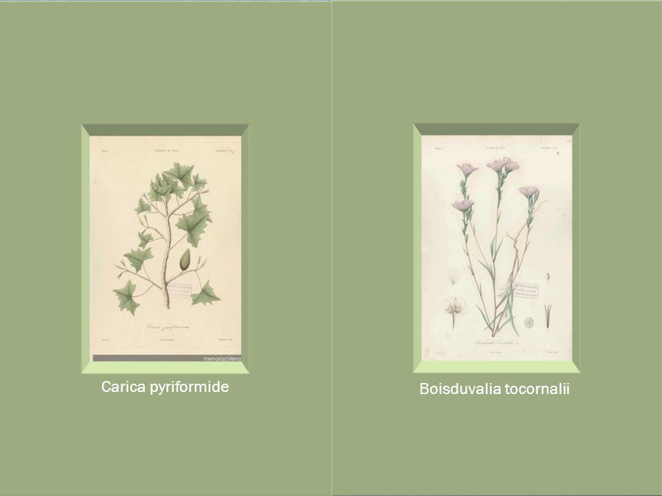 Carica pyriformide Boisduvalia tocornalii Boisduvalia tocornalii