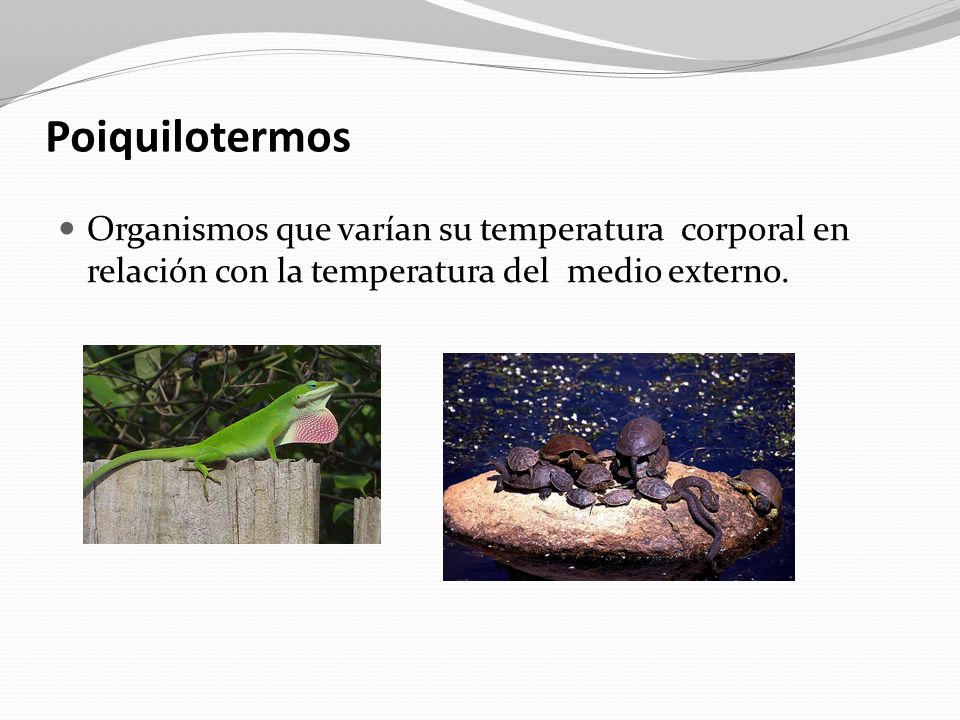 Poiquilotermos Organismos que varían su temperatura corporal en relación con la temperatura del medio externo.