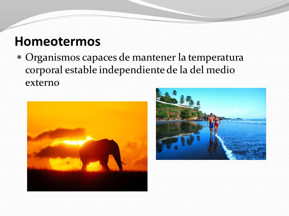 Homeotermos Organismos capaces de mantener la temperatura corporal estable independiente de la del medio externo.