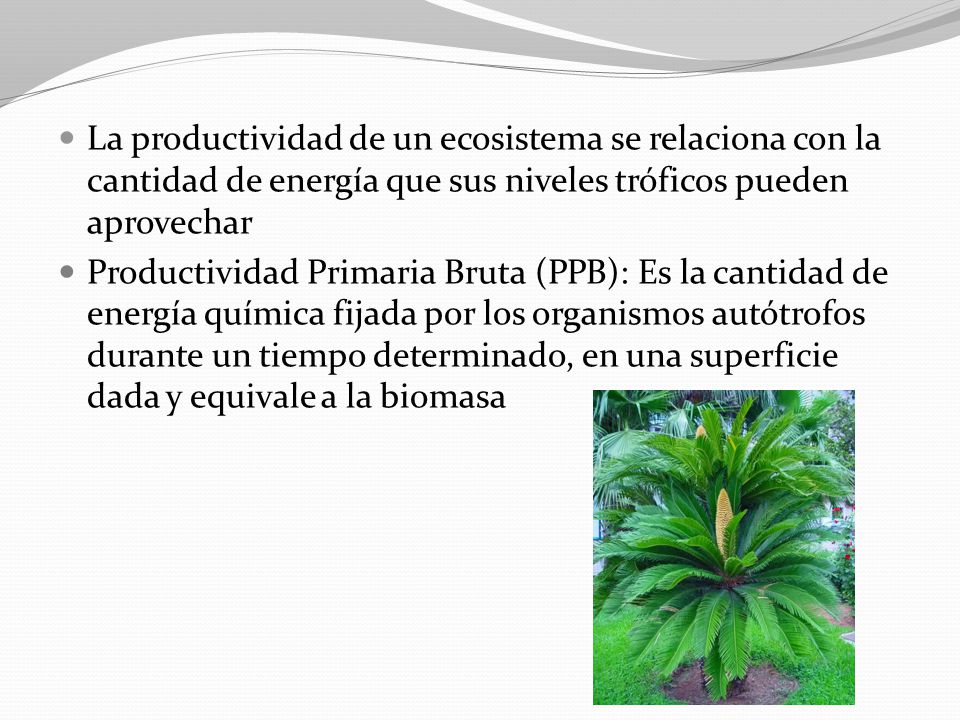 La productividad de un ecosistema se relaciona con la cantidad de energía que sus niveles tróficos pueden aprovechar