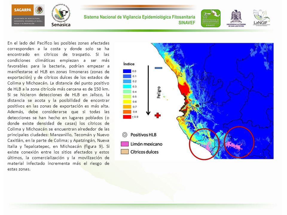 En el lado del Pacífico las posibles zonas afectadas corresponden a la costa y donde solo se ha encontrado en cítricos de traspatio.