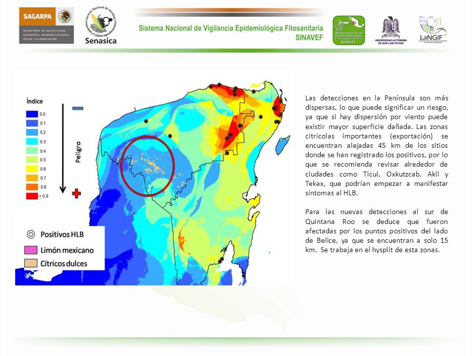 Las detecciones en la Península son más dispersas, lo que puede significar un riesgo, ya que si hay dispersión por viento puede existir mayor superficie dañada. Las zonas citrícolas importantes (exportación) se encuentran alejadas 45 km de los sitios donde se han registrado los positivos, por lo que se recomienda revisar alrededor de ciudades como Ticul, Oxkutzcab, Akil y Tekax, que podrían empezar a manifestar síntomas al HLB.