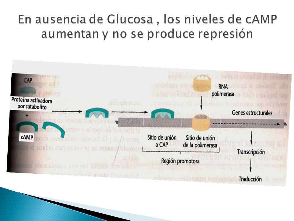 En ausencia de Glucosa , los niveles de cAMP aumentan y no se produce represión