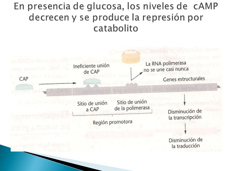 En presencia de glucosa, los niveles de cAMP decrecen y se produce la represión por catabolito