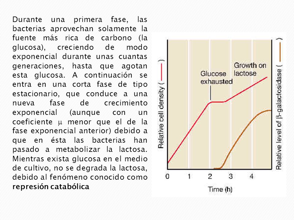Durante una primera fase, las bacterias aprovechan solamente la fuente más rica de carbono (la glucosa), creciendo de modo exponencial durante unas cuantas generaciones, hasta que agotan esta glucosa.