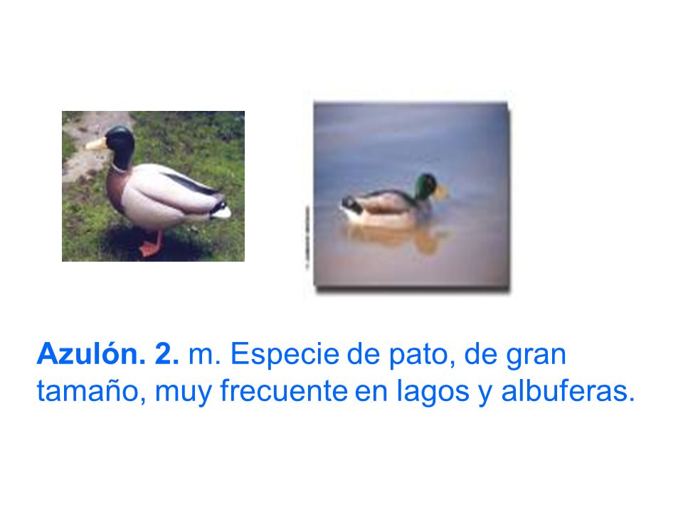 Azulón. 2. m. Especie de pato, de gran tamaño, muy frecuente en lagos y albuferas.