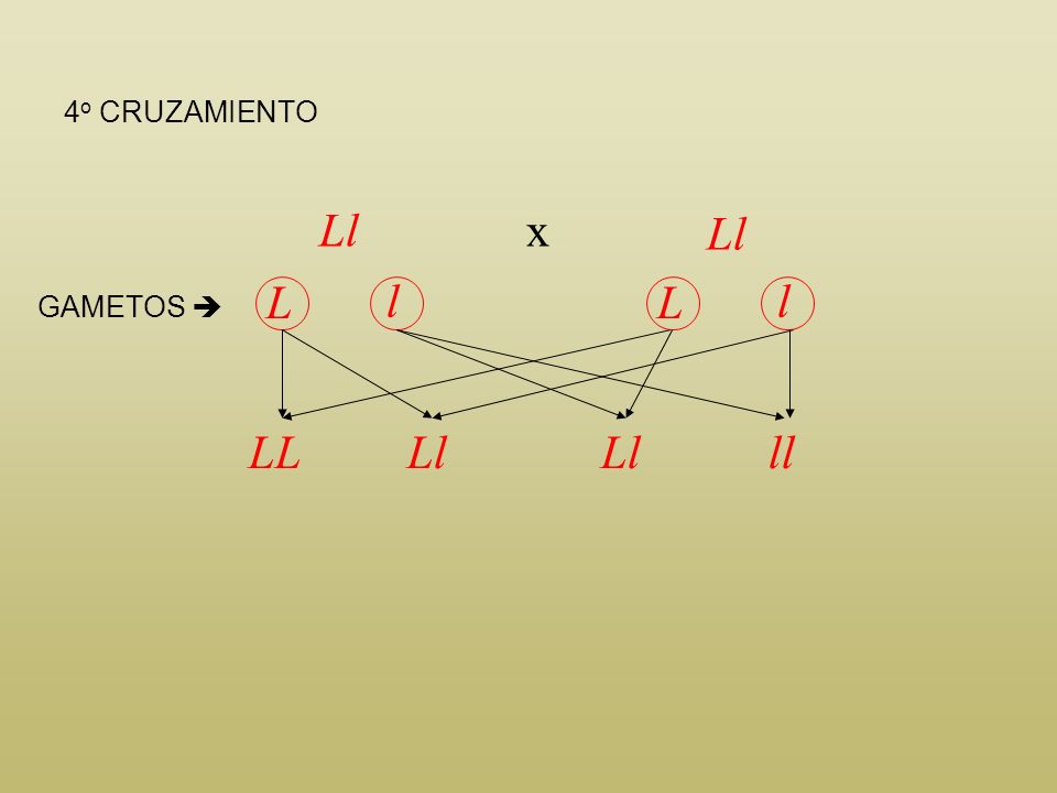 4o CRUZAMIENTO Ll x Ll L l L l GAMETOS  LL Ll Ll ll