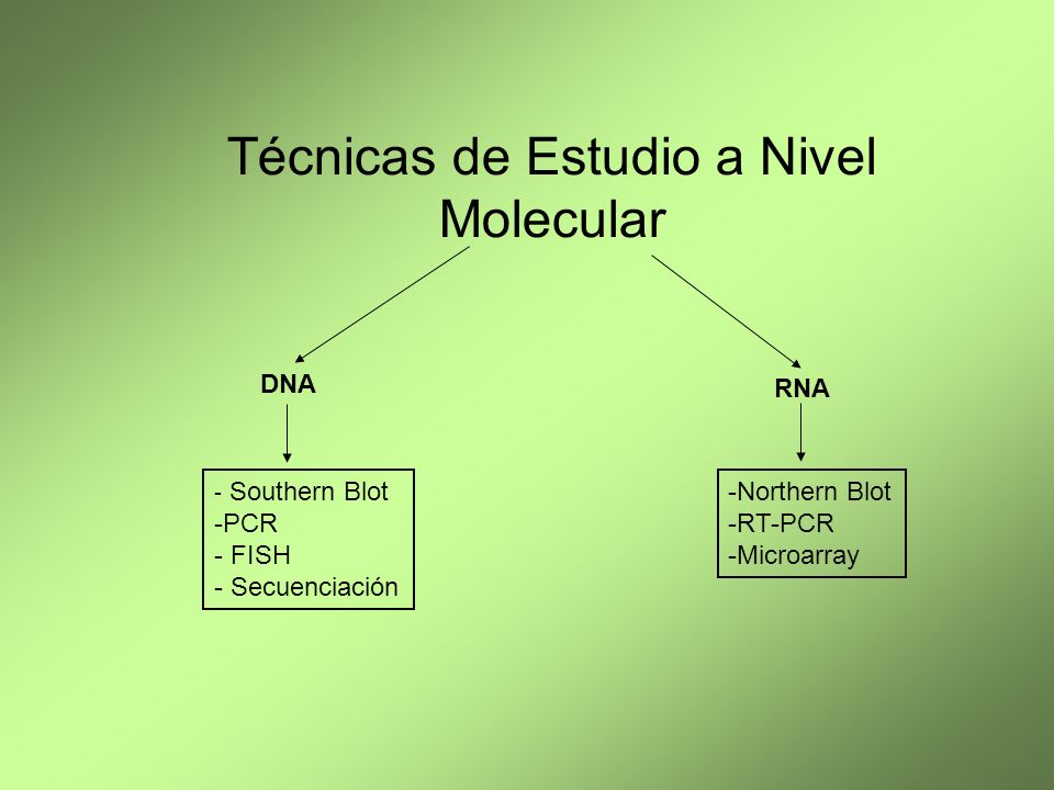 Técnicas de Estudio a Nivel Molecular