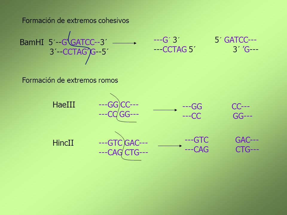 ---G´ 3´ 5´ GATCC CCTAG 5´ 3´ ’G--- BamHI 5´--G‘ GATCC--3´