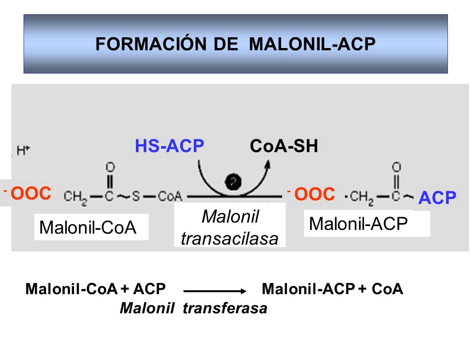 FORMACIÓN DE MALONIL-ACP
