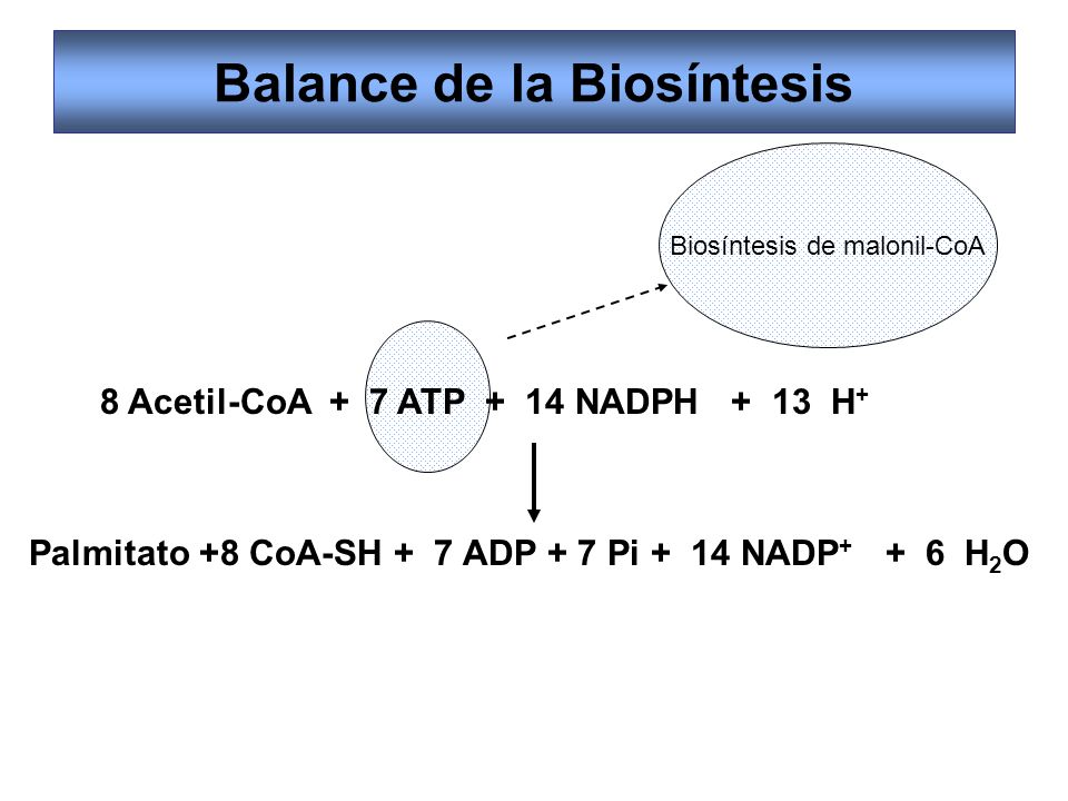 Balance de la Biosíntesis