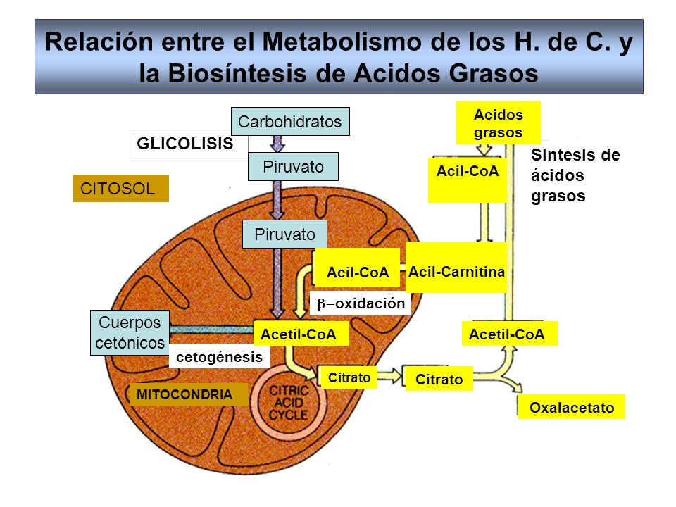 Relación entre el Metabolismo de los H. de C