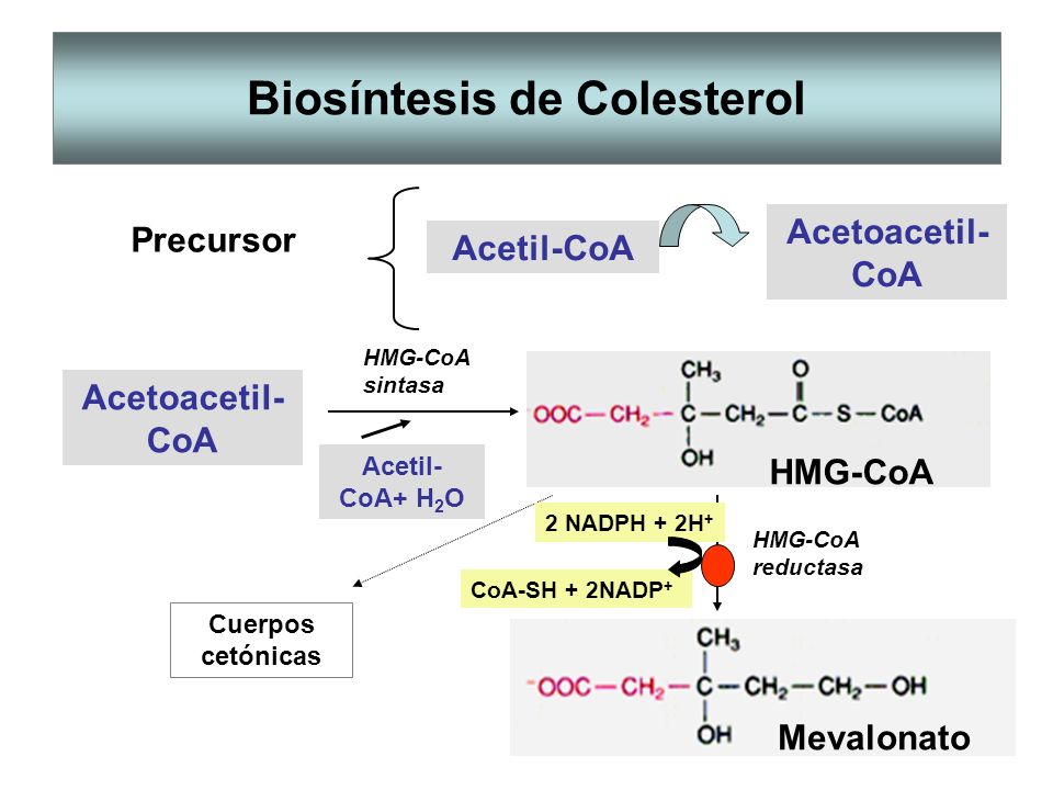 Biosíntesis de Colesterol