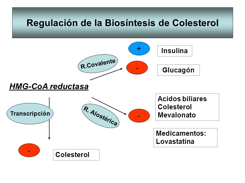 Regulación de la Biosíntesis de Colesterol
