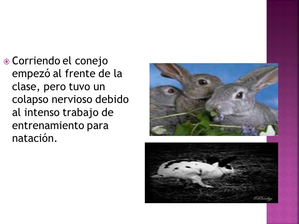 Corriendo el conejo empezó al frente de la clase, pero tuvo un colapso nervioso debido al intenso trabajo de entrenamiento para natación.