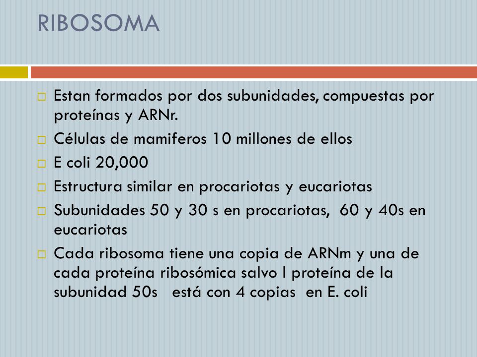 RIBOSOMA Estan formados por dos subunidades, compuestas por proteínas y ARNr. Células de mamiferos 10 millones de ellos.