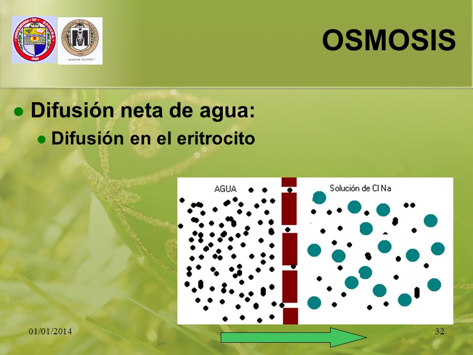 OSMOSIS Difusión neta de agua: Difusión en el eritrocito 23/03/2017