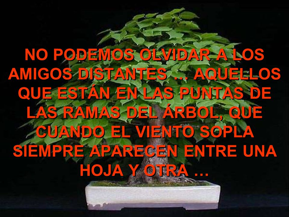 NO PODEMOS OLVIDAR A LOS AMIGOS DISTANTES … AQUELLOS QUE ESTÁN EN LAS PUNTAS DE LAS RAMAS DEL ÁRBOL, QUE CUANDO EL VIENTO SOPLA SIEMPRE APARECEN ENTRE UNA HOJA Y OTRA …