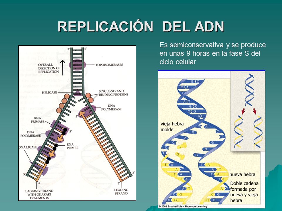 REPLICACIÓN DEL ADN Es semiconservativa y se produce en unas 9 horas en la fase S del ciclo celular.