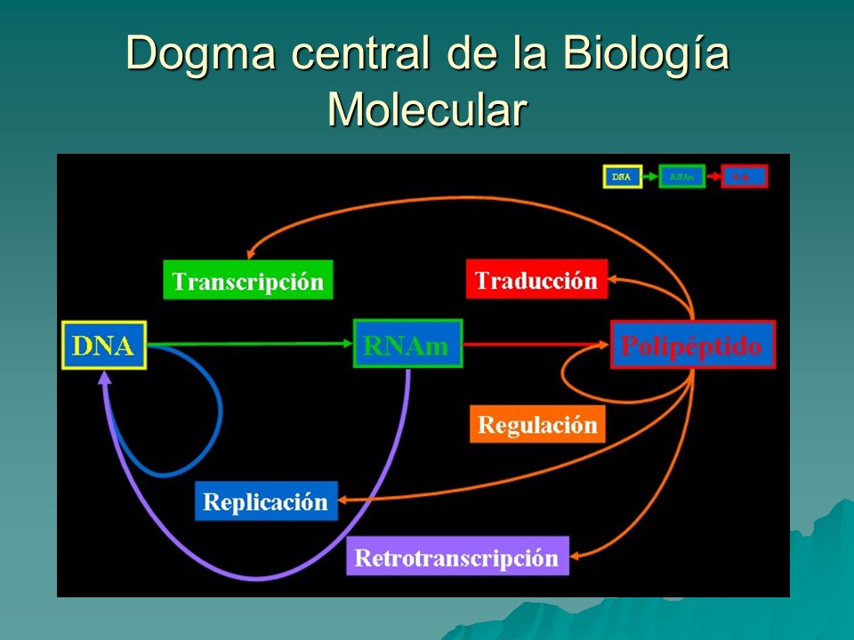 Dogma central de la Biología Molecular