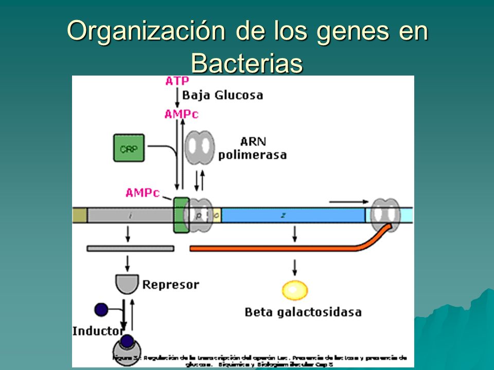 Organización de los genes en Bacterias