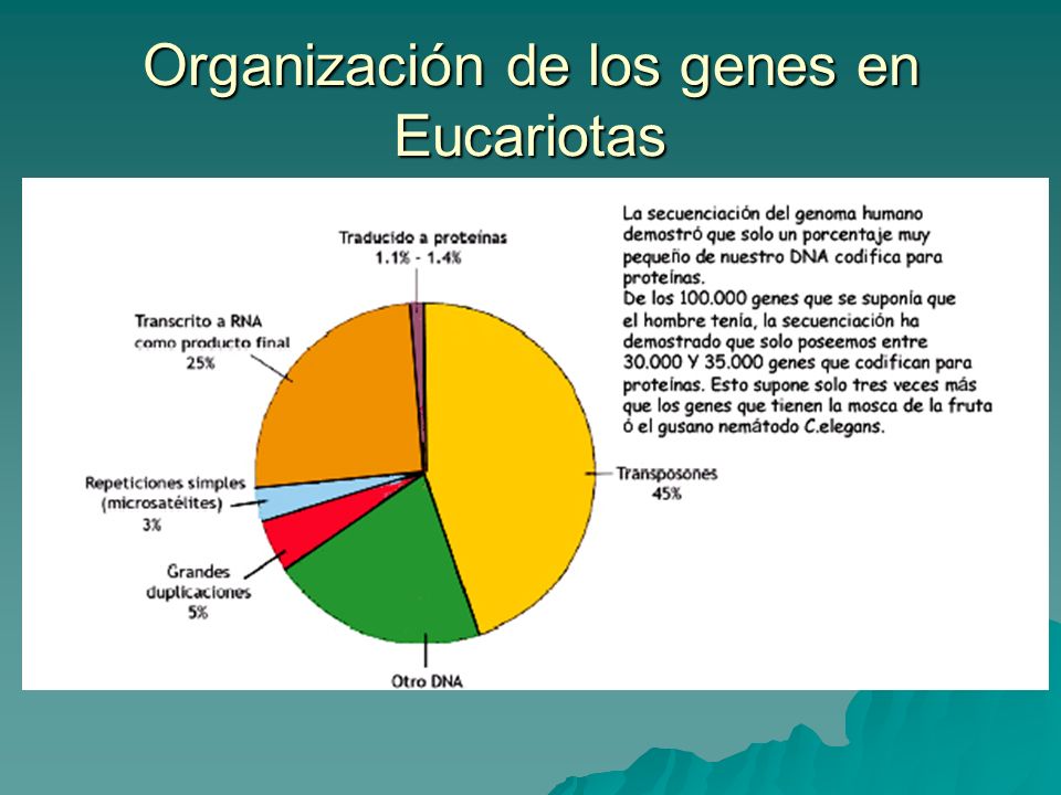 Organización de los genes en Eucariotas