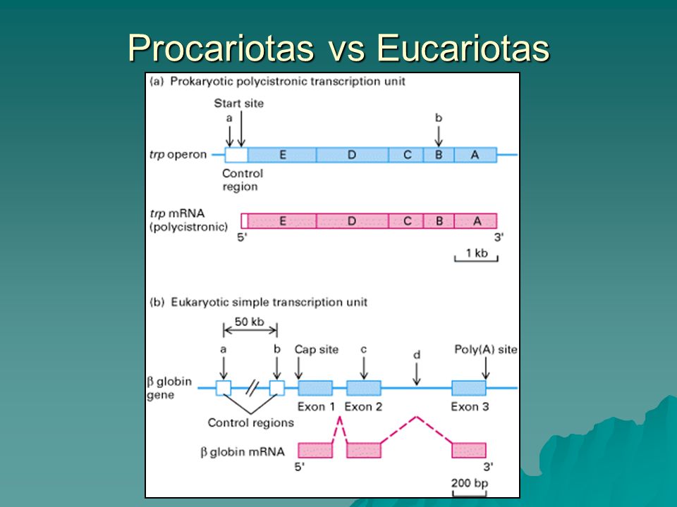 Procariotas vs Eucariotas
