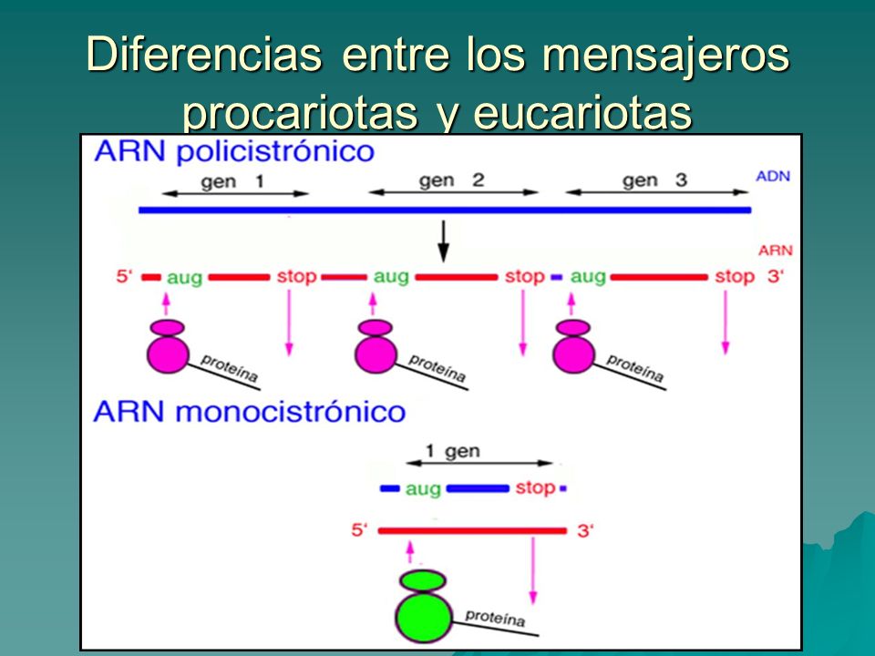 Diferencias entre los mensajeros procariotas y eucariotas