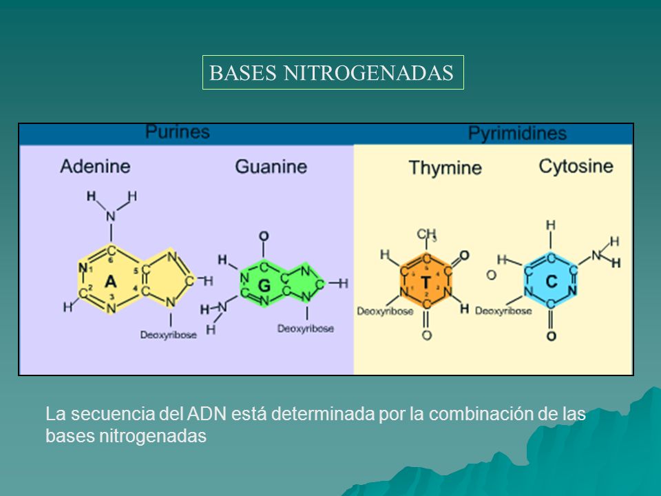 BASES NITROGENADAS La secuencia del ADN está determinada por la combinación de las bases nitrogenadas.