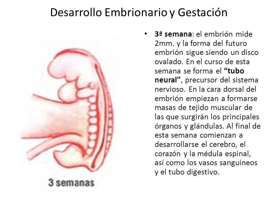 Desarrollo Embrionario y Gestación